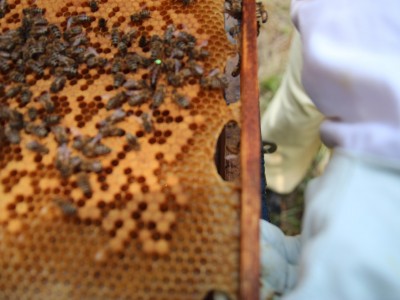 Beekeeper workshops 7-11.07.2021-warsztaty_pszczelarskie_2021_029.JPG