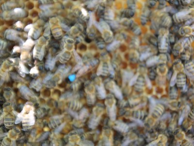 Beekeeper workshops 7-11.07.2021-warsztaty_pszczelarskie_2021_033.JPG