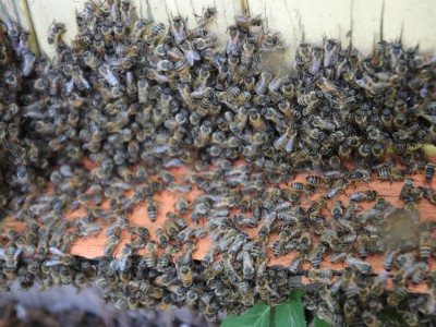 Beekeeper workshops 7-11.07.2021-warsztaty_pszczelarskie_2021_037.JPG