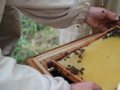 Beekeeper workshops 7-11.07.2021-warsztaty_pszczelarskie_2021_065.JPG