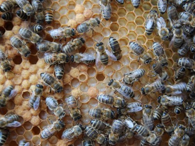 Beekeeper workshops 7-11.07.2021-warsztaty_pszczelarskie_2021_084.JPG