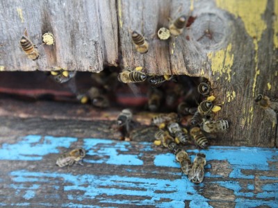 Beekeeper workshops 7-11.07.2021-warsztaty_pszczelarskie_2021_107.JPG